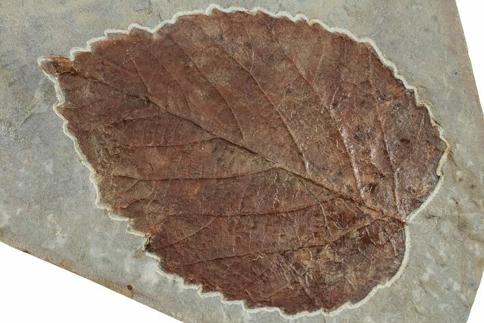 Fossil Leaf (Beringiaphyllum) - Montana #223791